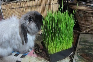wheatgrass