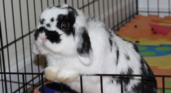 Rabbit looking for adopter