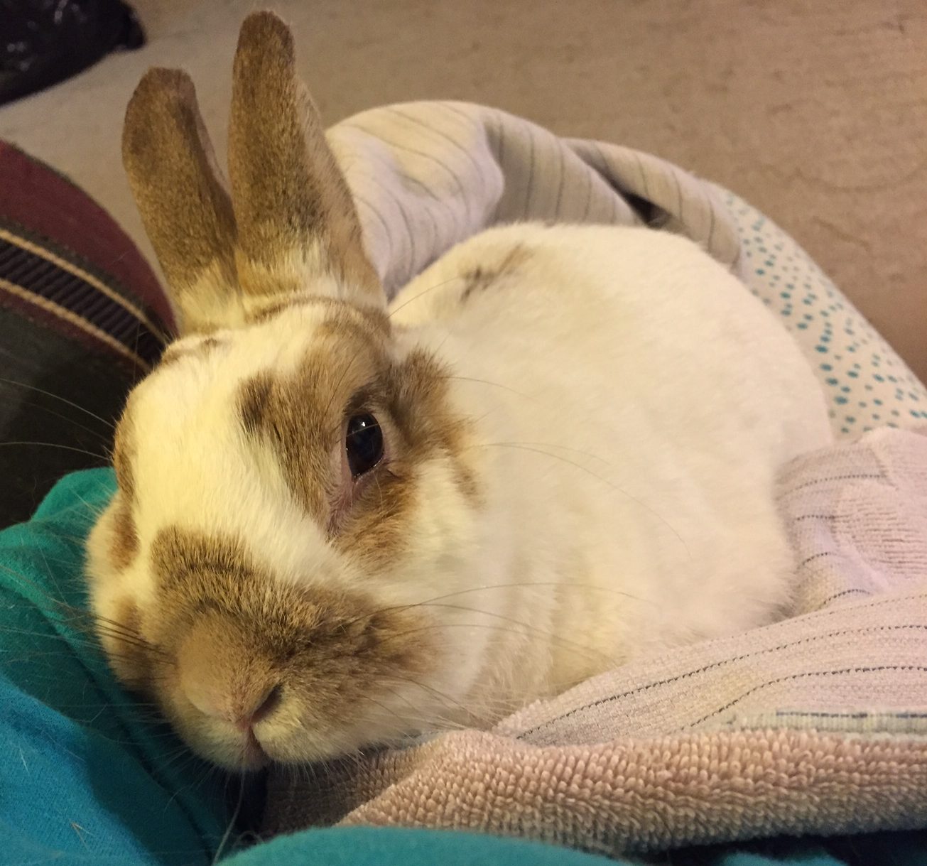 Ask Usagi – Eastern Shore Rabbit Rescue and Education Center